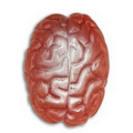 pu Brains